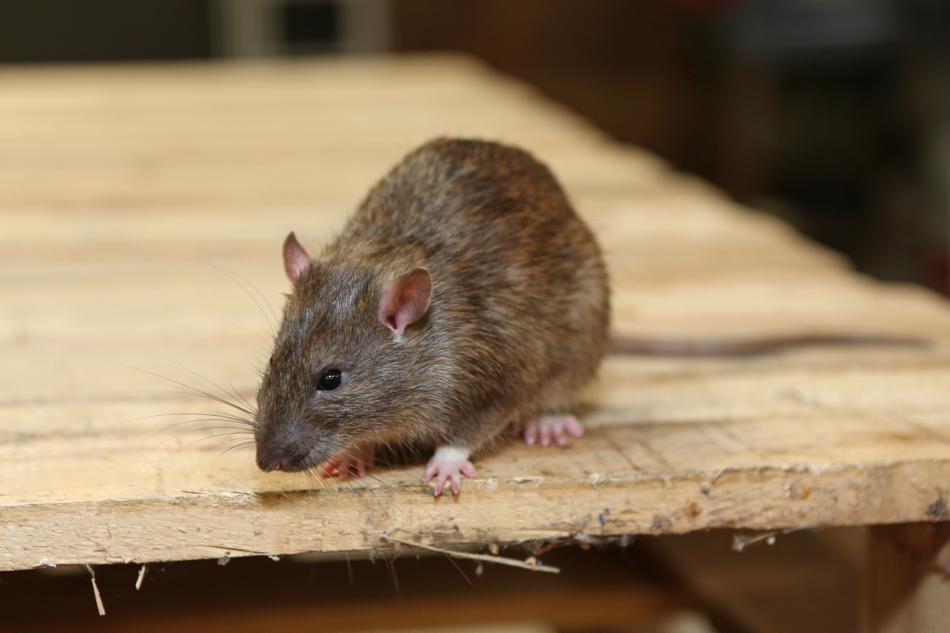 Rat extermination, Pest Control in Elm Park, RM12. Call Now 020 8166 9746