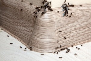 Ant Control, Pest Control in Elm Park, RM12. Call Now 020 8166 9746